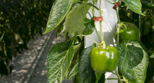 Cultivo de pimiento en invernadero Rendimiento más alto con sistemas automatizados