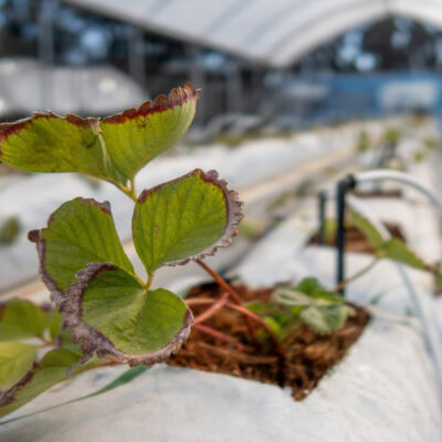 tratamiento de agua para invernadero Cultivo de fresa en invernadero